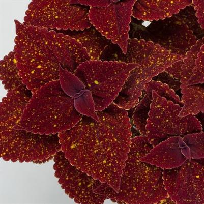 Coleus Talavera&trade; Moondust
