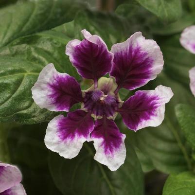Cuphea procumbens Sweet Talk&trade; Lavender Splash
