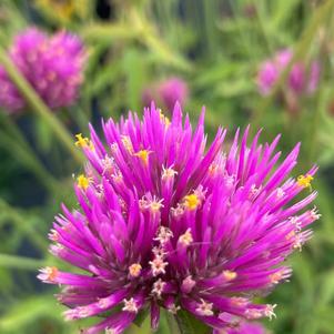 Gomphrena globosa Cosmic Flare