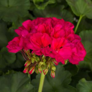 Geranium Tango&trade; Neon Purple