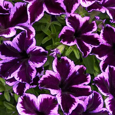 Petunia Crazytunia® Cosmic Violet