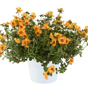 Portulaca oleracea Mega Pazzaz™ Mango Twist