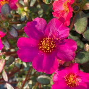 Portulaca oleracea Mega Pazzaz™ Purple