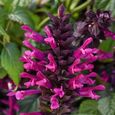 Salvia guaranitica Plum Crazy