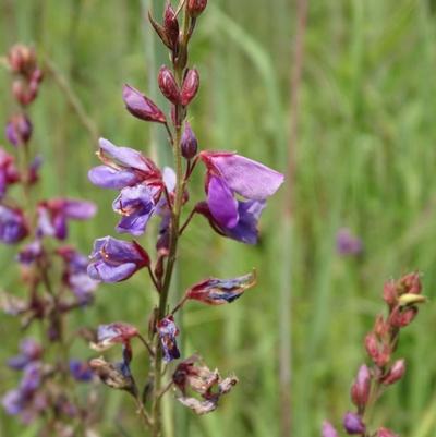 Desmodium Canadense 