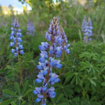 Lupinus Perennis 