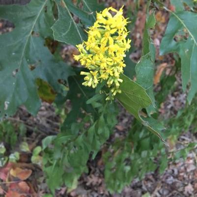 Solidago Speciosa 