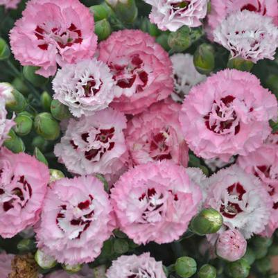 Dianthus Pretty Poppers® Appleblossom Burst