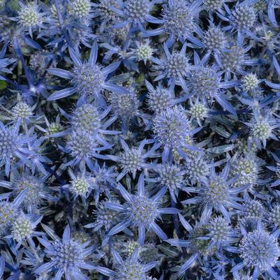 Eryngium Blue Glitter