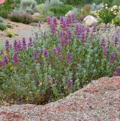 Salvia pachyphylla Mojave Sage