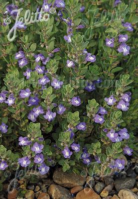 Scutellaria resinosa Smoky Hills