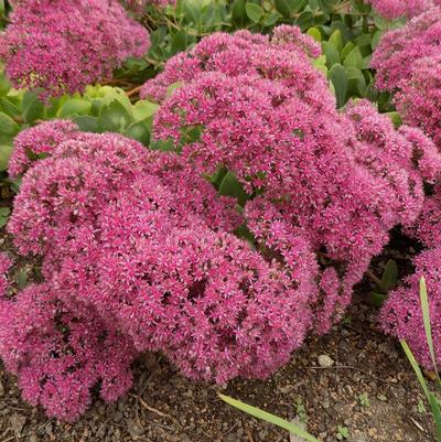 Sedum Pillow Talk