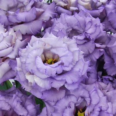 Lisianthus Celeb 2 Metallic Blue