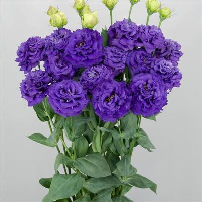 Lisianthus Celeb 2 Navy