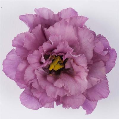 Lisianthus Celeb 2 Madonna