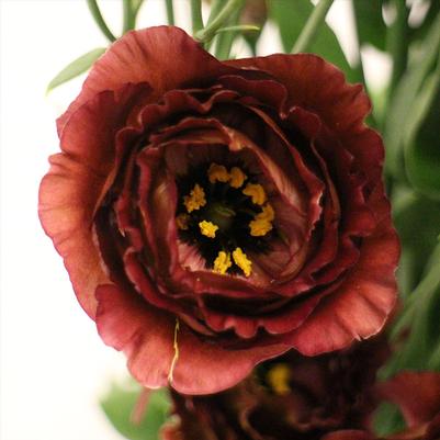 Lisianthus Rosanne 1 Brown