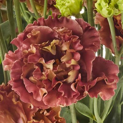 Lisianthus Rosanne 2 Terracotta