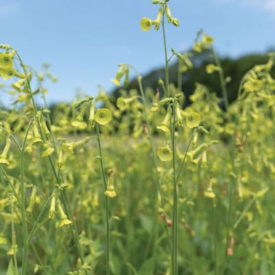 Nicotiana langsdorffii 