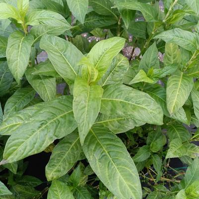 Polygonum tinctoria 