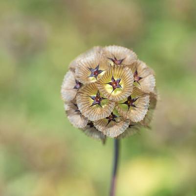 Scabiosa Stellata Paper Moon