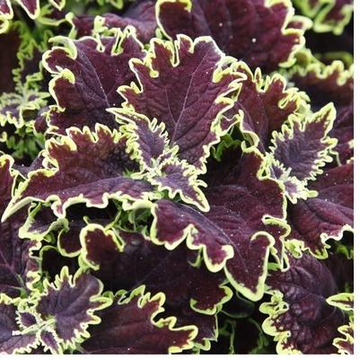 Coleus Main Street Lombard Street