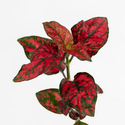 Hypoestes Lotty Dotty Red