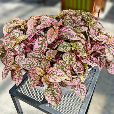 Hypoestes Lotty Dotty Rose