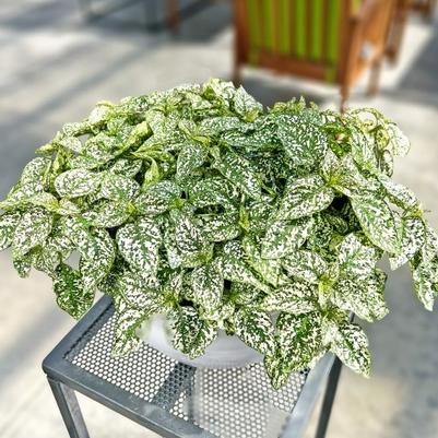 Hypoestes Lotty Dotty White