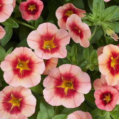 Calibrachoa Eyeconic™ Peach