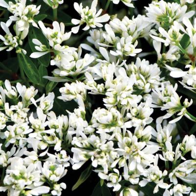 Euphorbia Starblast™ Snowdrift