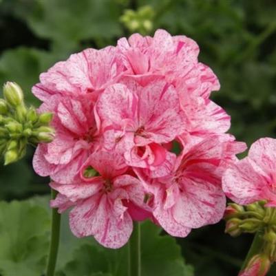 Geranium Big EEZE Pink Batik