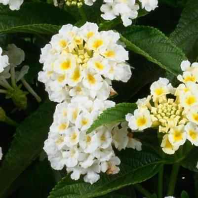 Lantana Gem™ Pearl