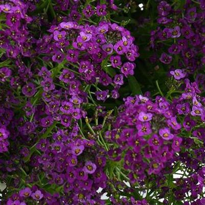 Lobularia Stream™ Compact Purple