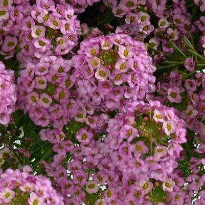 Lobularia Stream™ Compact Rose