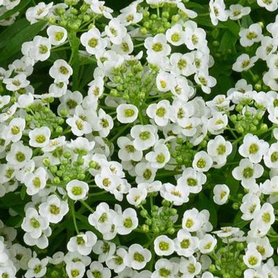 Lobularia Stream™ Compact White