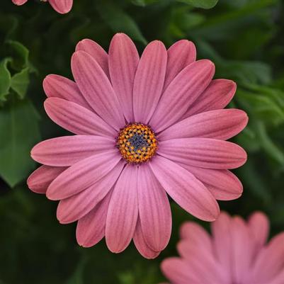 Osteospermum Zion™ Rose Surprise