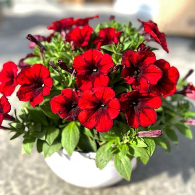 Petunia Crazytunia® Gingersnap