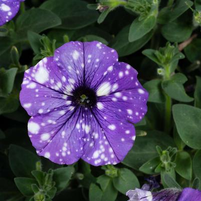 Petunia Splash Dance™ Moon Walk