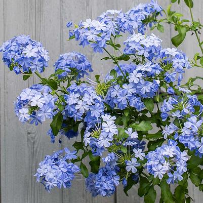 Plumbago Imperial Blue