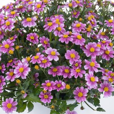 Bidens Pretty in Pink™