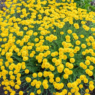 Anthemis Tinctoria Kelwayi