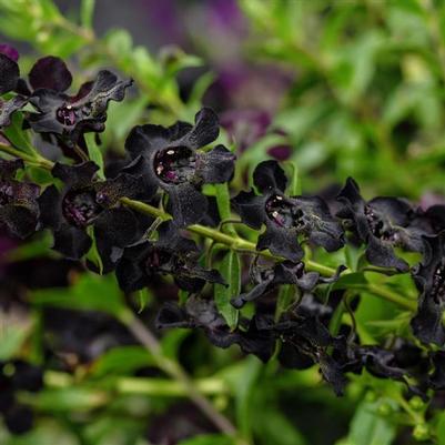 Angelonia Angelflare™ Black
