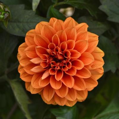 Dahlia City Lights™ Apricot Glow