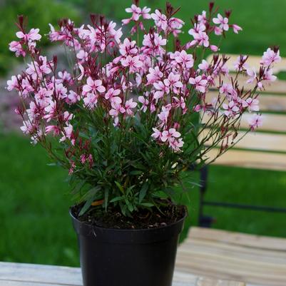 Gaura lindheimeri Baby Butterfly™ Dark Pink