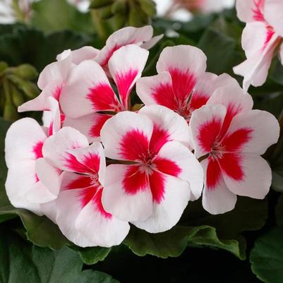 Geranium Mojo™ White Splash