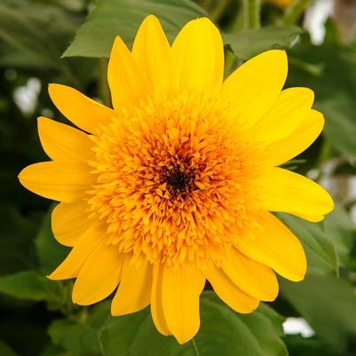 Helianthus annus Sunfinity® Double Yellow