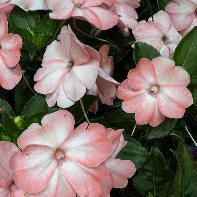 Impatiens Sol Luna Prime™ Light Salmon
