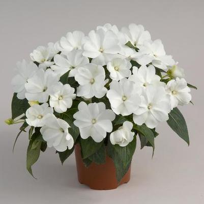 Impatiens Harmony® Snow