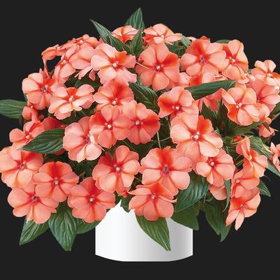 Impatiens Harmony® Apricot Cream
