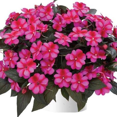 Impatiens Harmony® Fuchsia Cream